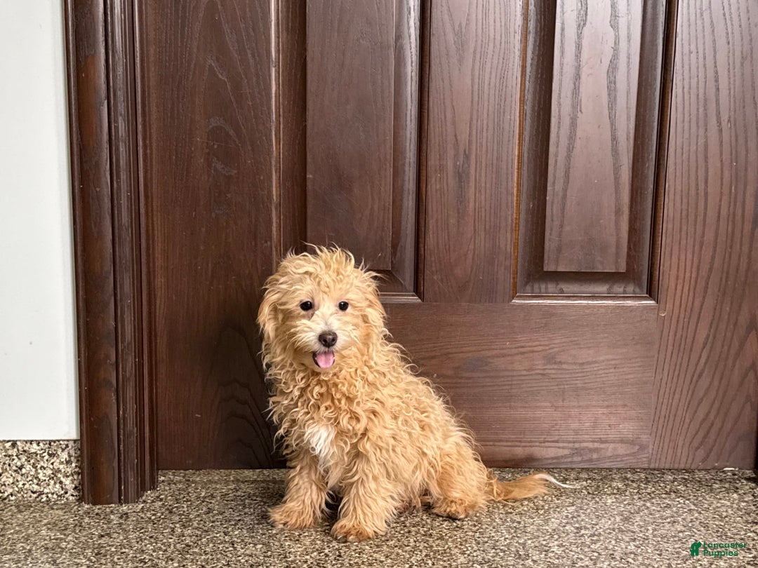 Coton De Tulear dogs for sale: Corrie - Image 2