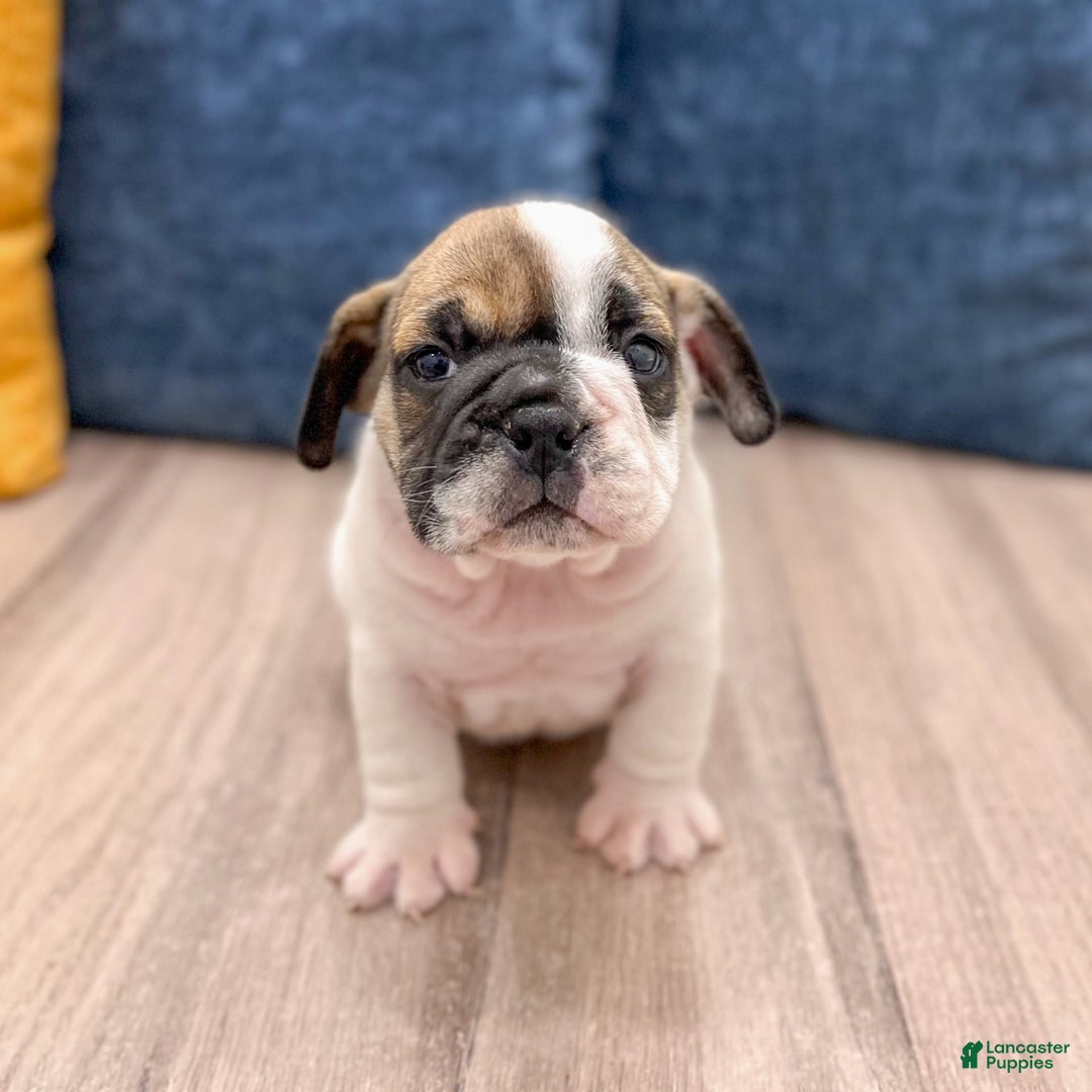 Beabull dogs for sale: Captain - Image 4