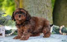 Shihpoo dogs for sale: Maylin - Image 3