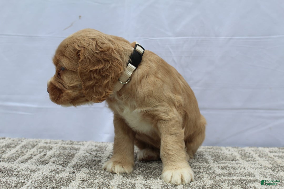 Cocker Spaniel dogs for sale: Sammy - Image 5