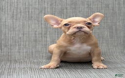 French Bulldog dogs for sale: Karen - Image 3