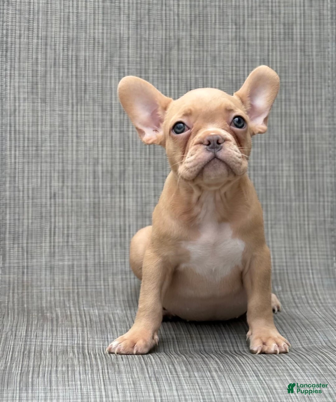 French Bulldog dogs for sale: Karen - Image 3