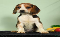 Beagle dogs for sale: Tawny - Image 9