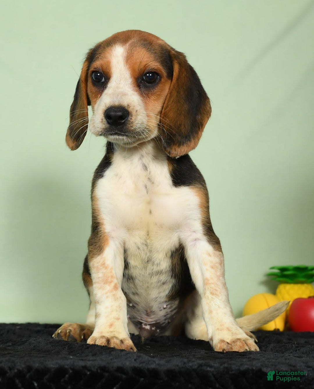 Beagle dogs for sale: Tawny - Image 9
