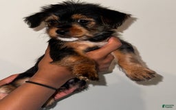 Yorkshire Terrier dogs for sale: Courage - Image 3