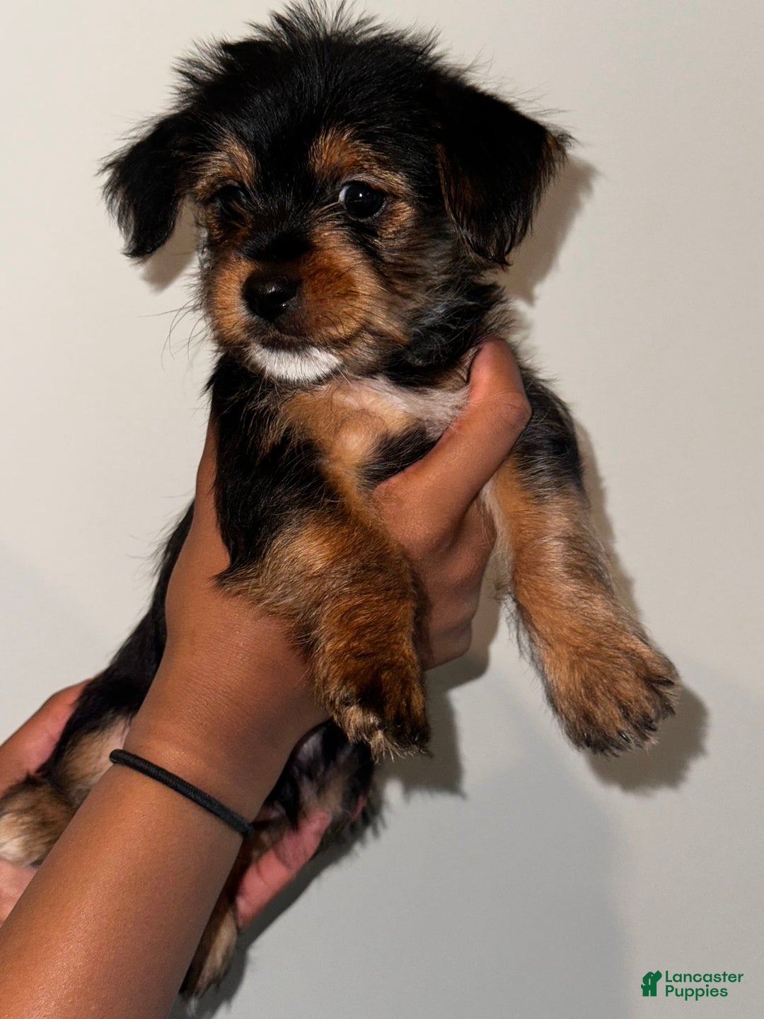 Yorkshire Terrier dogs for sale: Courage - Image 3