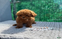 Toy Poodle dogs for sale: Layla - Image 2