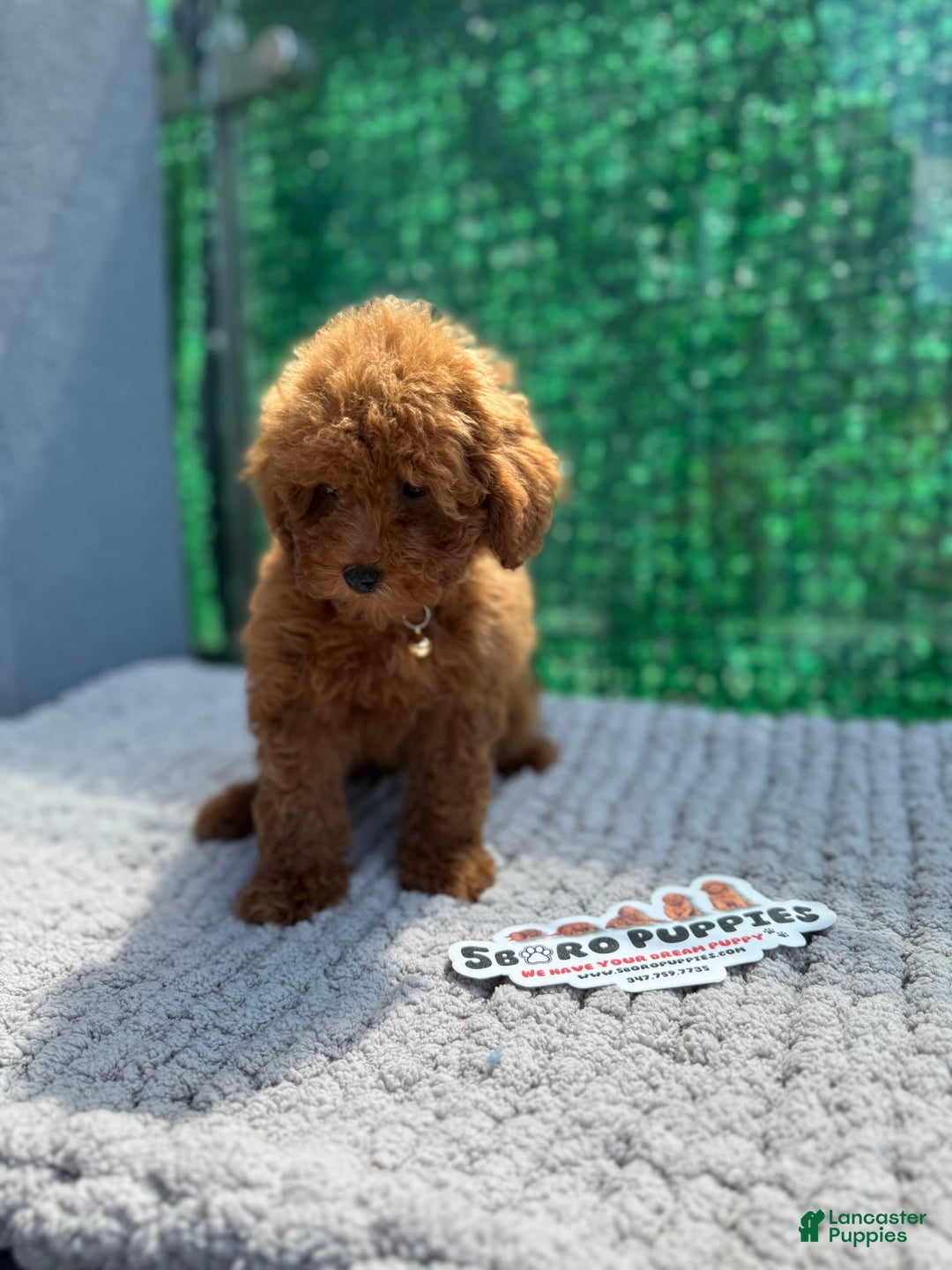 Toy Poodle dogs for sale: Layla - Image 2