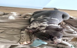 American Bully dogs for sale: Ryder - Image 11
