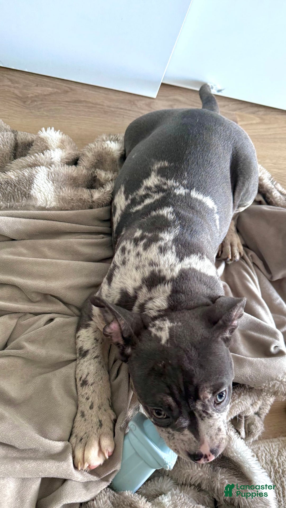 American Bully dogs for sale: Ryder - Image 11