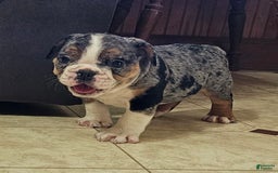 English Bulldog dogs for sale: Mini Bulldog Sprinkles - Image 1