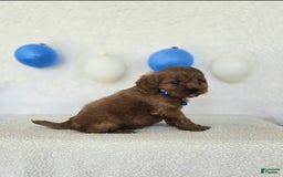 Cavapoo dogs for sale: Bruce - Image 8