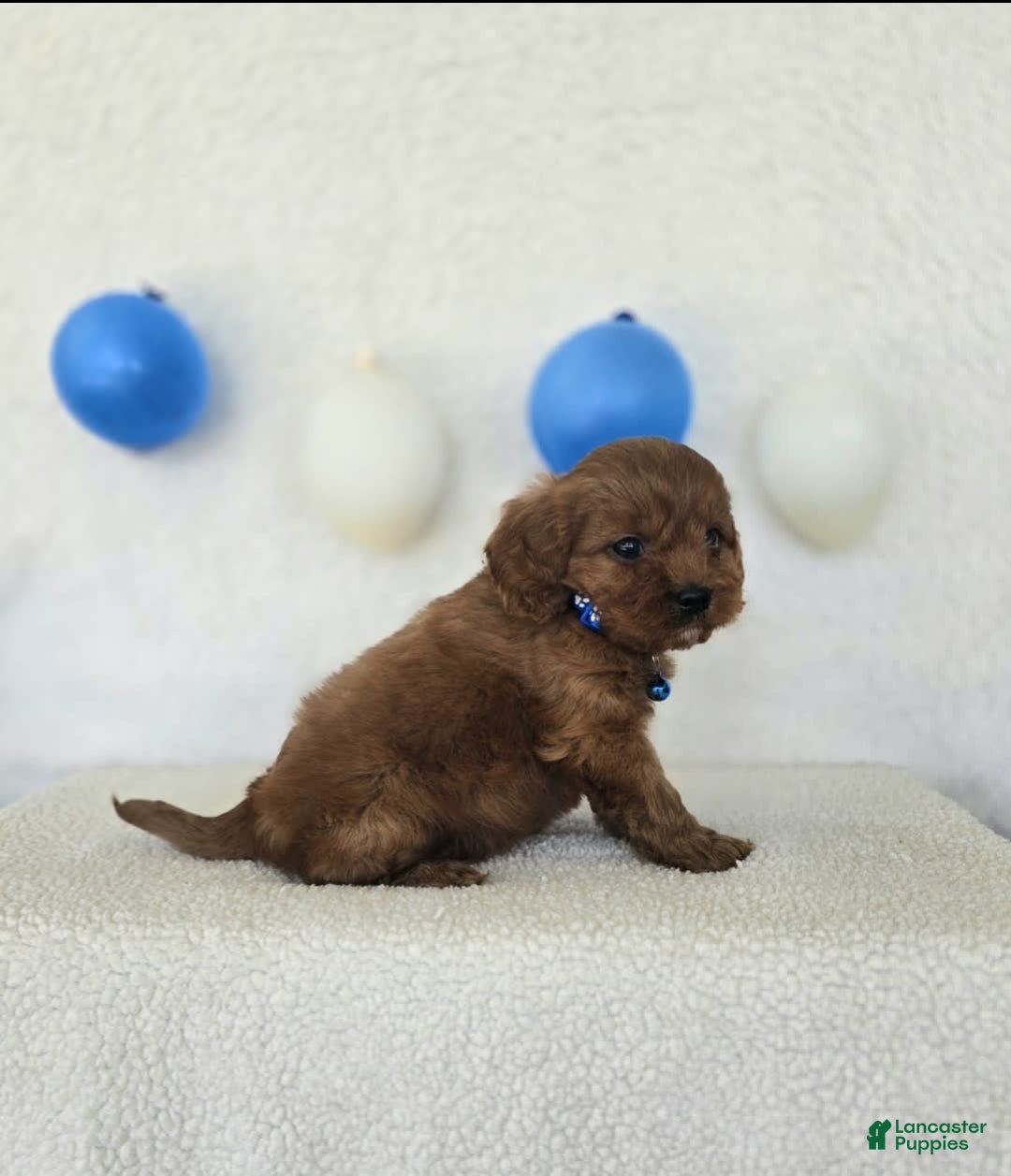 Cavapoo dogs for sale: Bruce - Image 8