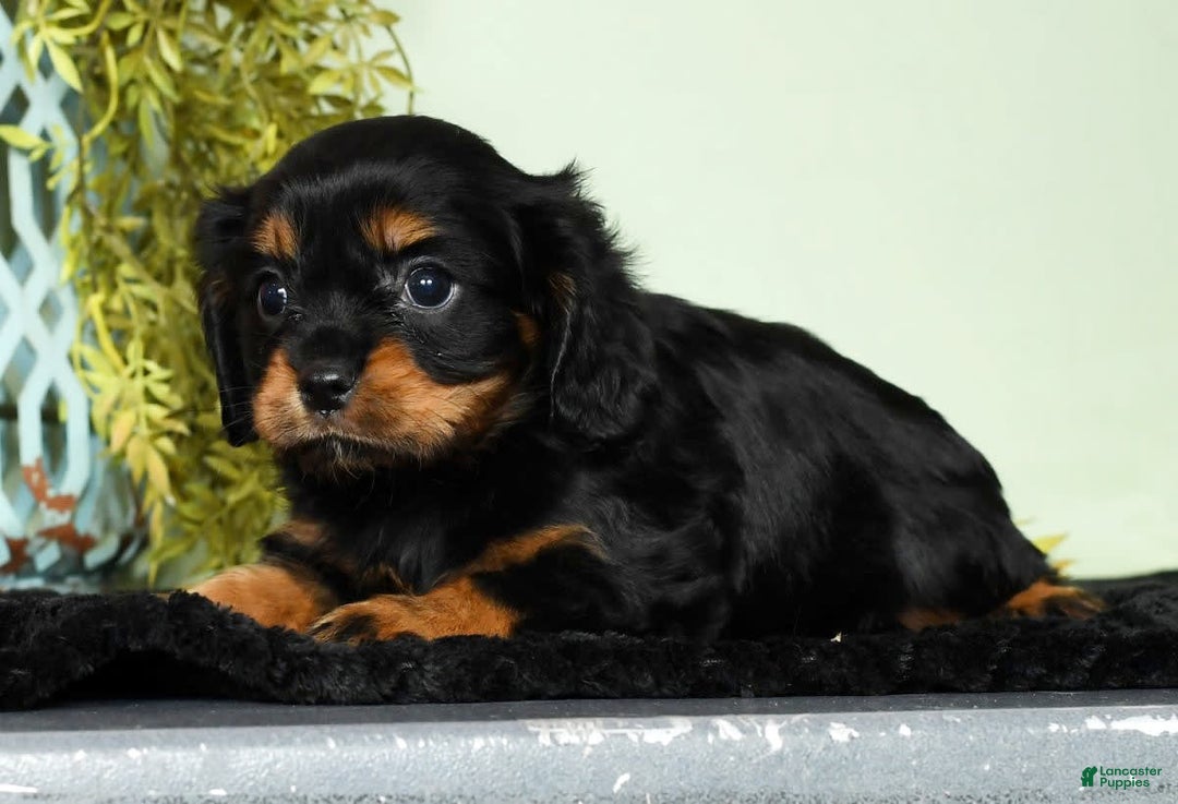 Cavalier King Charles Spaniel dogs for sale: Cooper - Image 8