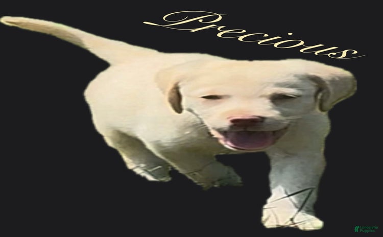 Labrador Retriever dogs for sale - Ad 4