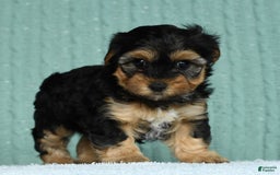 Yorkiepoo dogs for sale: Brittany - Image 6