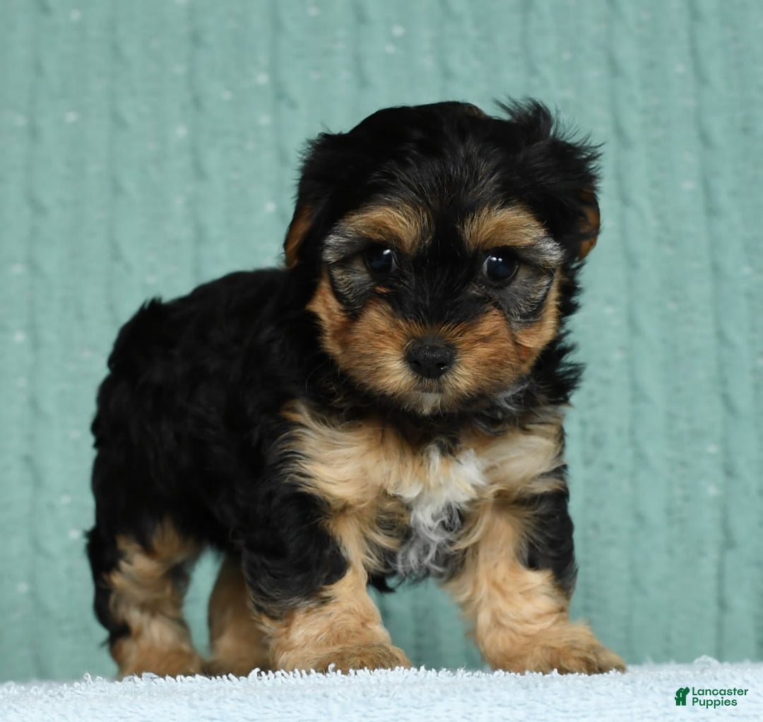 Yorkiepoo dogs for sale: Brittany - Image 6