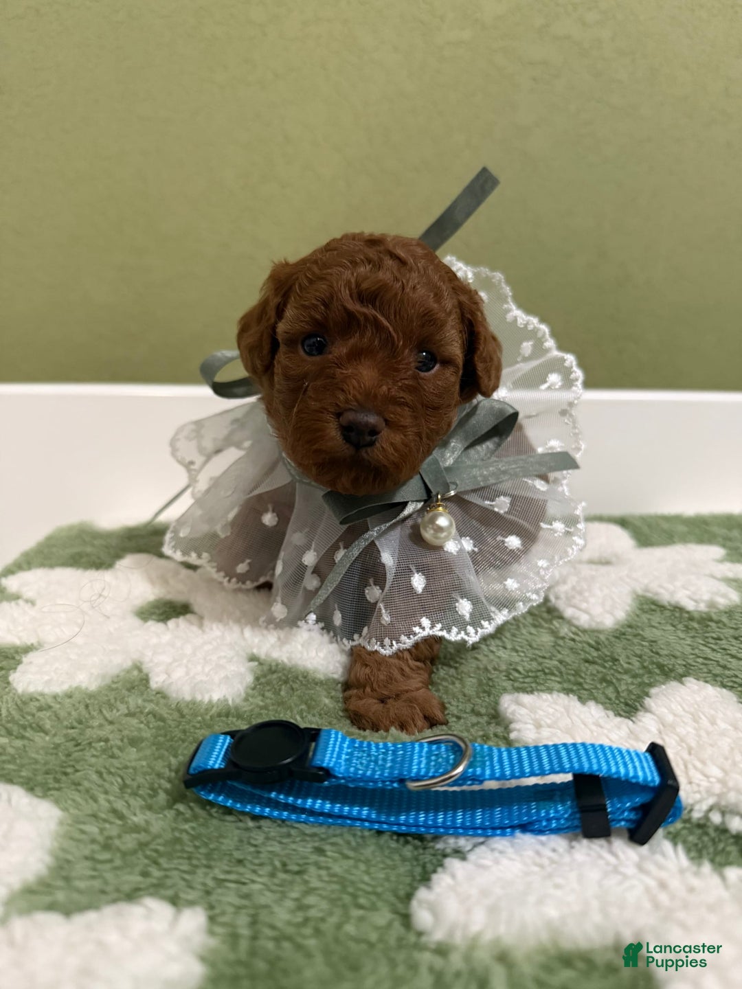 Toy Poodle dogs for sale: Pudding - Image 1