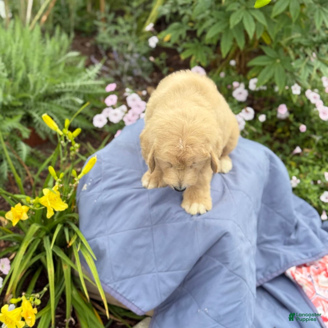 Goldendoodle dogs for sale: Jaden - Image 7
