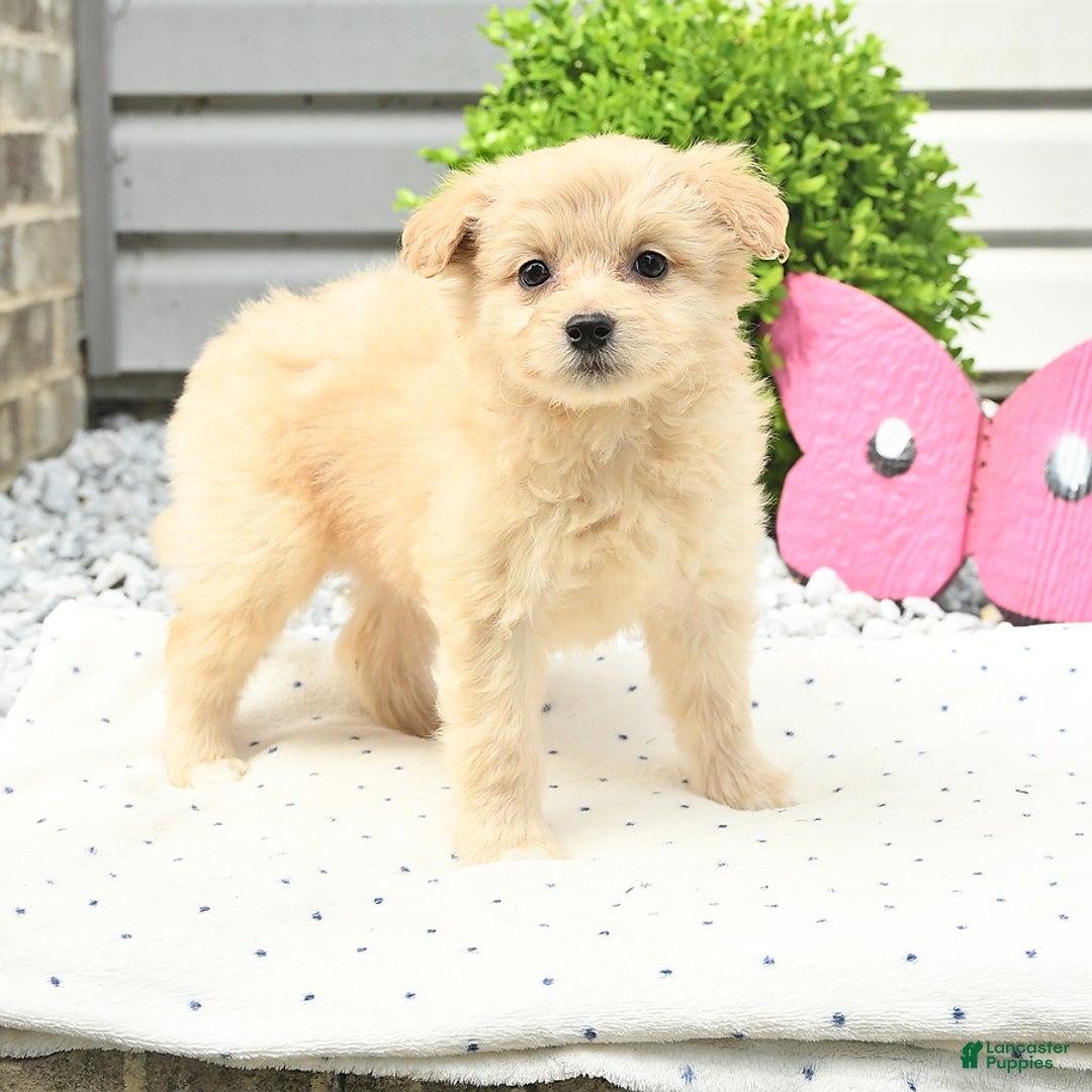Pomeranian dogs for sale: Pomeranian 9 puppies - Image 22