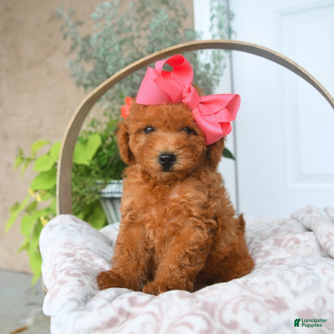 Bichpoo dogs for sale: Mauve - Image 1