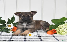 German Shepherd dogs for sale: Kendon - Image 5