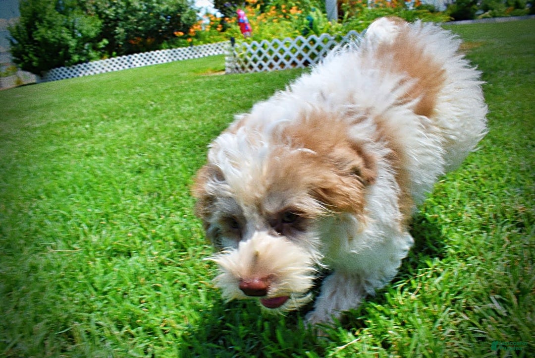 Havapoo dogs for sale: Vegas - Image 23