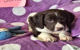 English Springer Spaniel dogs for sale: Jonie - Image 9