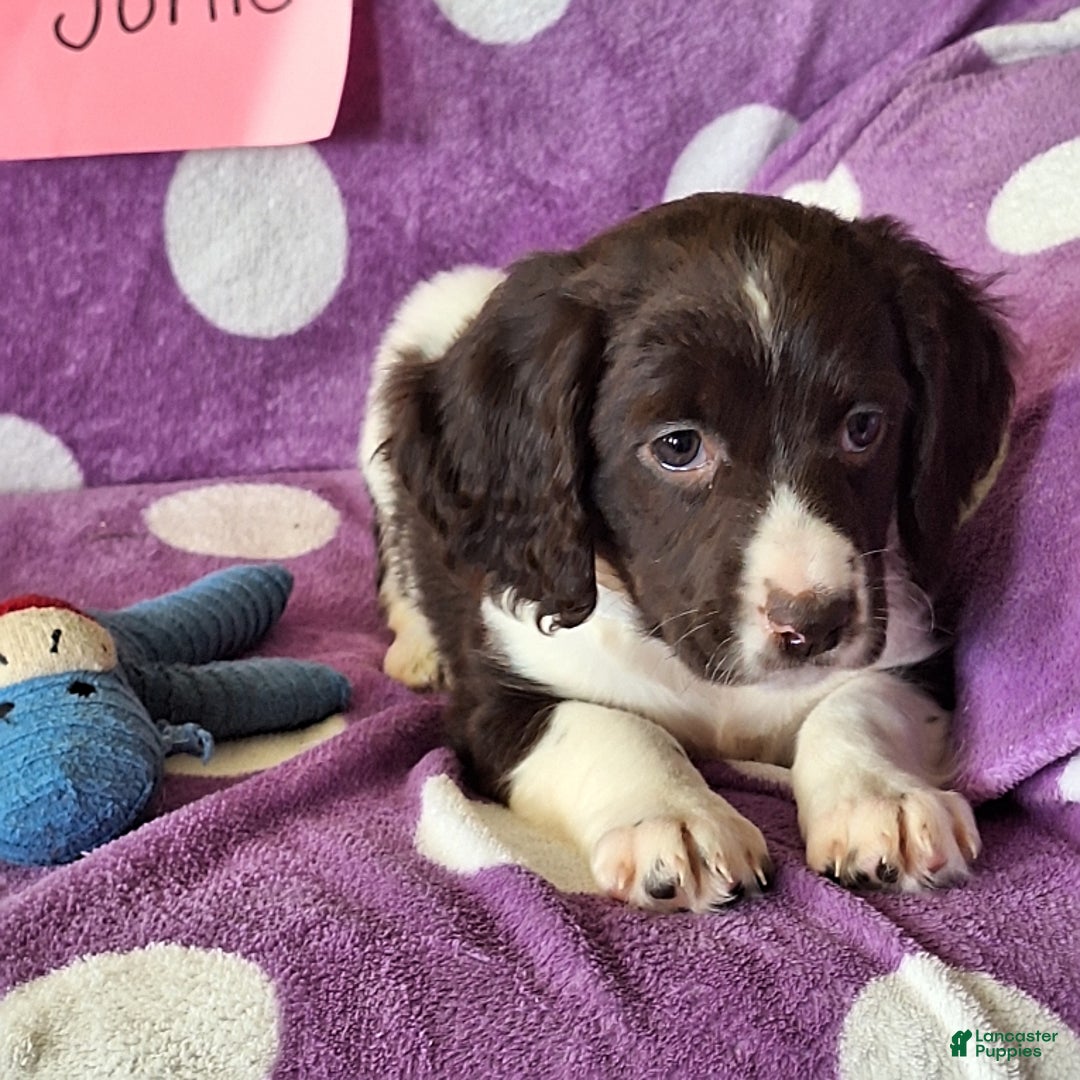 English Springer Spaniel dogs for sale: Jonie - Image 9