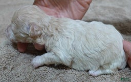 Toy Poodle dogs for sale: Nimmi Apricot - Image 14