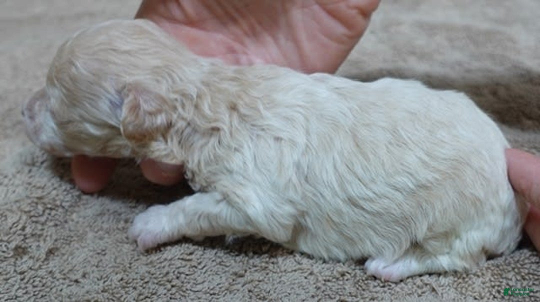 Toy Poodle dogs for sale: Nimmi Apricot - Image 14