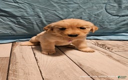 Golden Retriever dogs for sale: Golden Retriever - Image 13