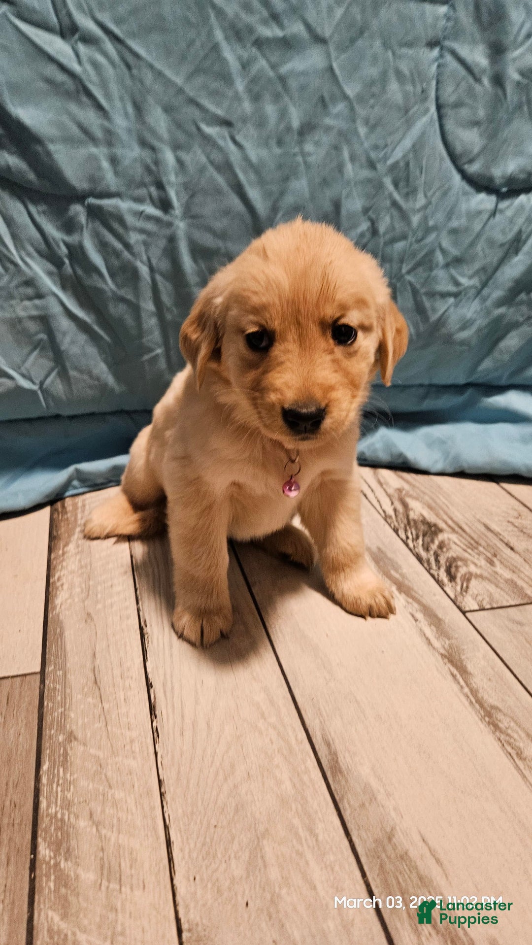 Golden Retriever dogs for sale: Golden Retriever - Image 13