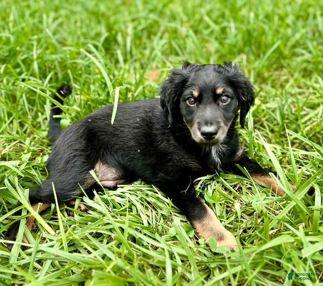 Dachshund dogs for sale: Molasses - Image 18