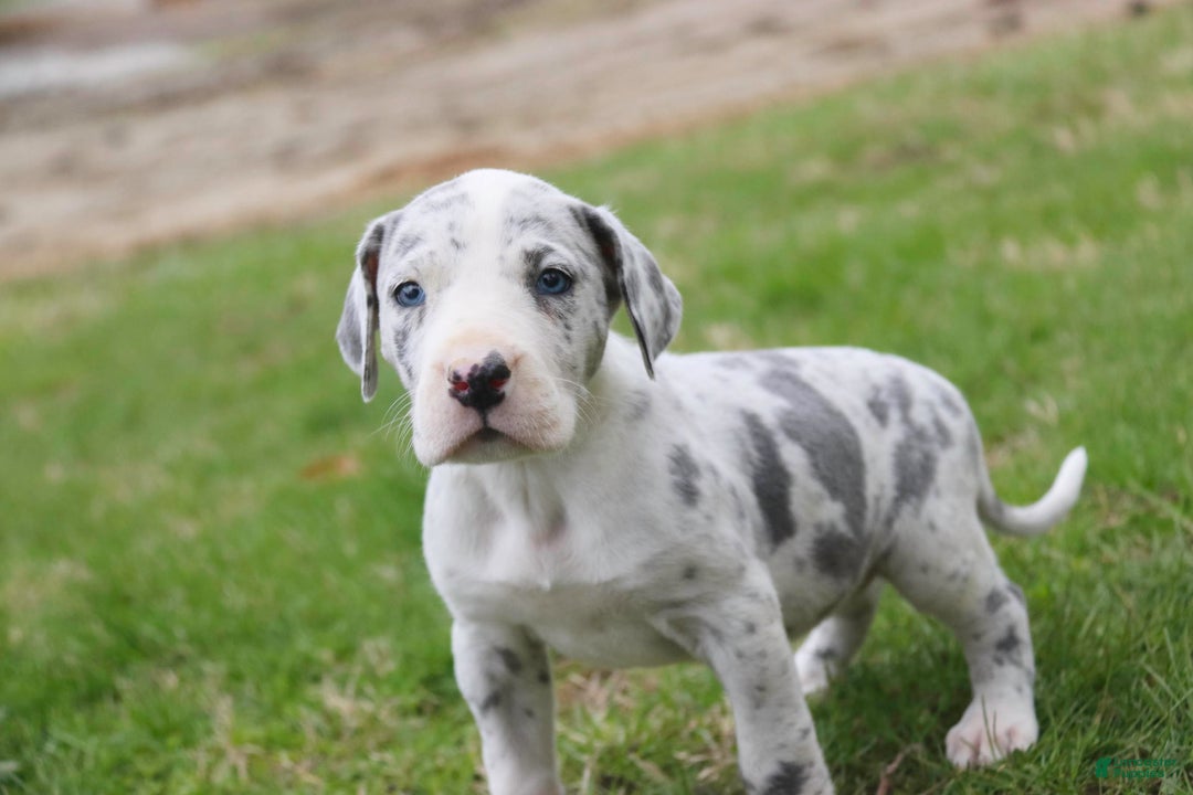 Great Dane dogs for sale: Joujou - Image 8