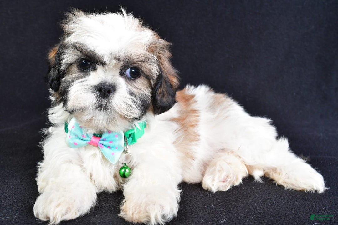 Shih Tzu dogs for sale: Theadore - Image 7