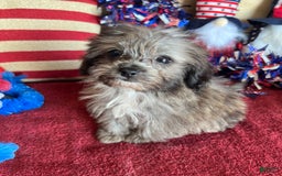 Maltipoo dogs for sale: Frosty - Image 2