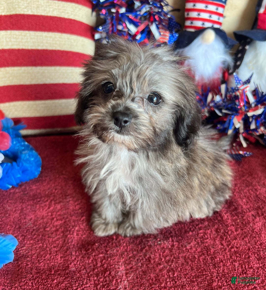 Maltipoo dogs for sale: Frosty - Image 2