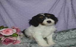 Cavapoo dogs for sale: Joey - Image 2