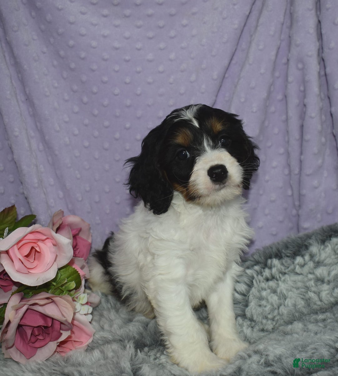 Cavapoo dogs for sale: Joey - Image 2