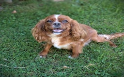 Cavapoo dogs for sale: Dusty - Image 9