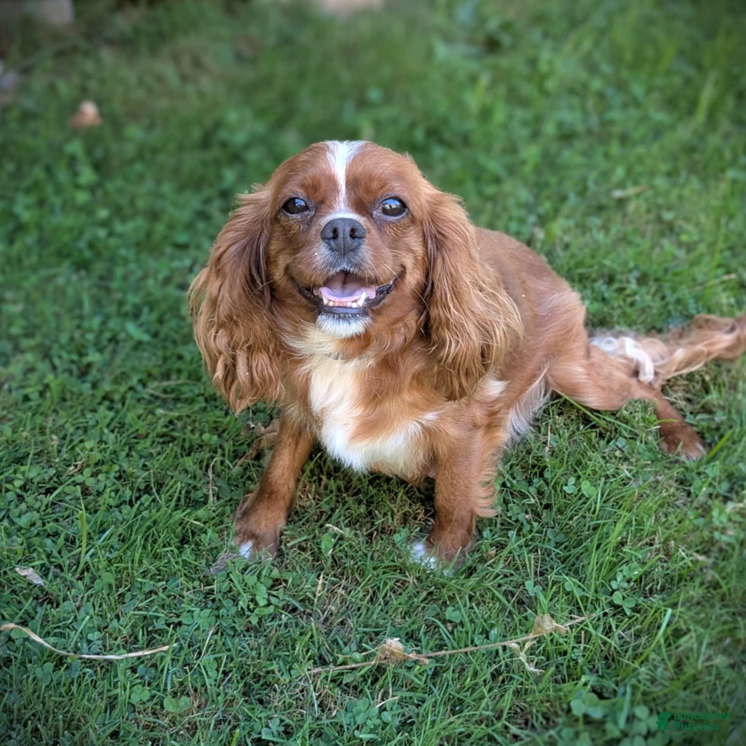 Cavapoo dogs for sale: Dusty - Image 9