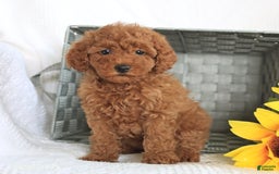 Miniature Poodle dogs for sale: Reba - Image 3