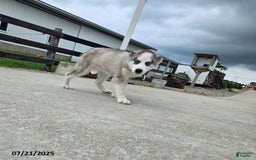 Pomsky dogs for sale: Coyote - Image 3