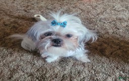 Shihpoo dogs for sale: Female 2 - Image 2