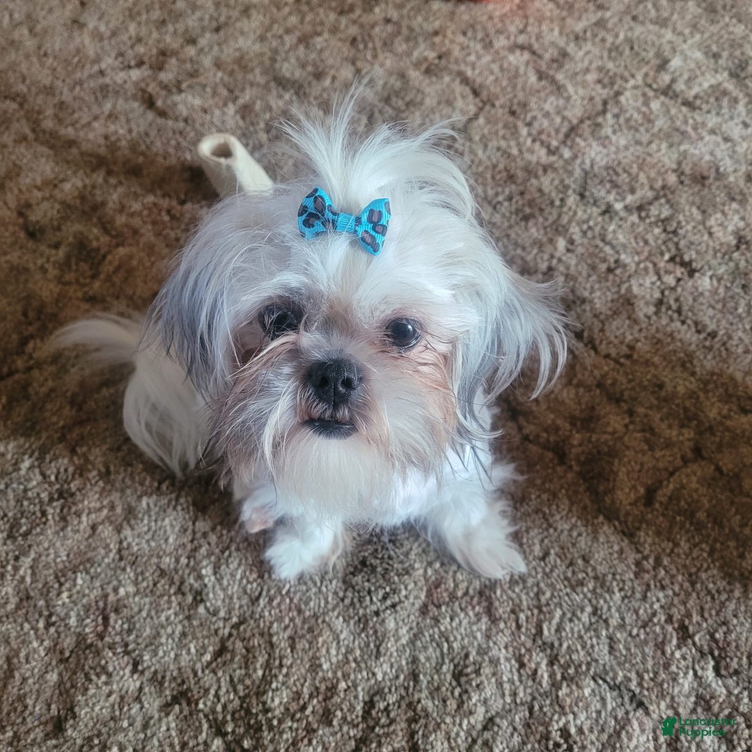 Shihpoo dogs for sale: Female 2 - Image 2
