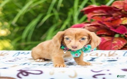 Miniature Dachshund dogs for sale: Zoey - Image 1