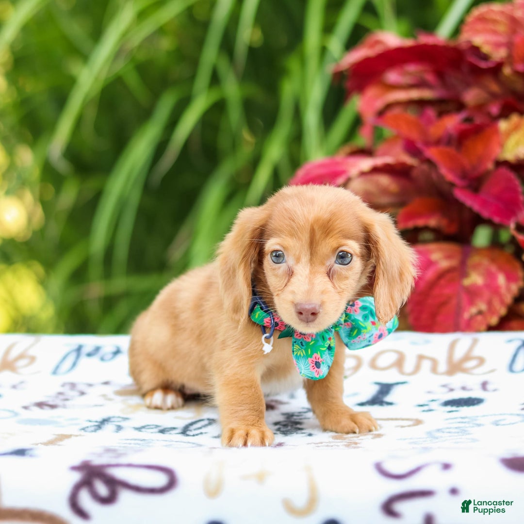 Miniature Dachshund dogs for sale: Zoey - Image 1