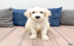 Mini Goldendoodle dogs for sale: Benny - Image 8