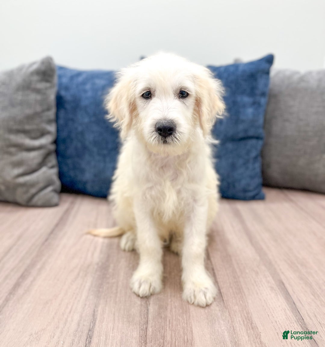 Mini Goldendoodle dogs for sale: Benny - Image 8